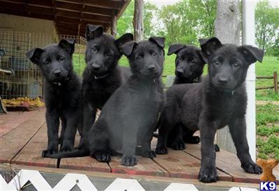 Puppies in MO